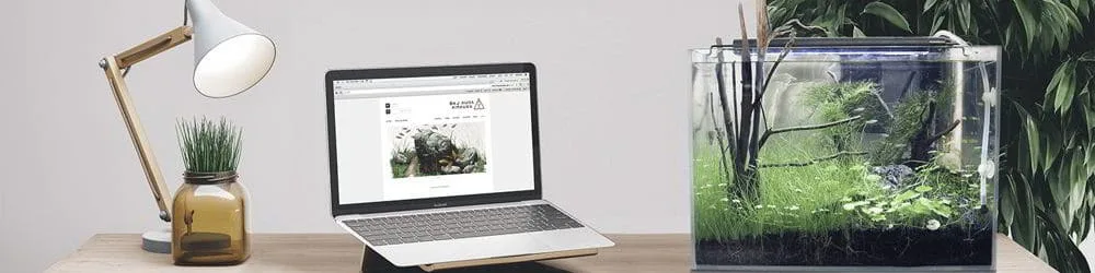 Phong thủy trong thiết kế văn phòng: vị trí, ánh sáng, màu